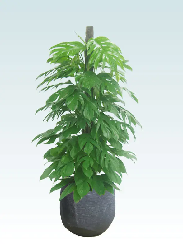 マングーカズラ葉っぱ枝も入った画像