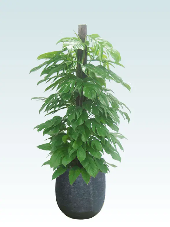 マングーカズラ葉っぱ枝も入った画像