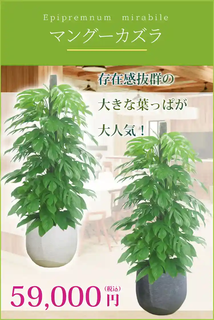 マングーカズラ 観葉植物 59,000円(税込)