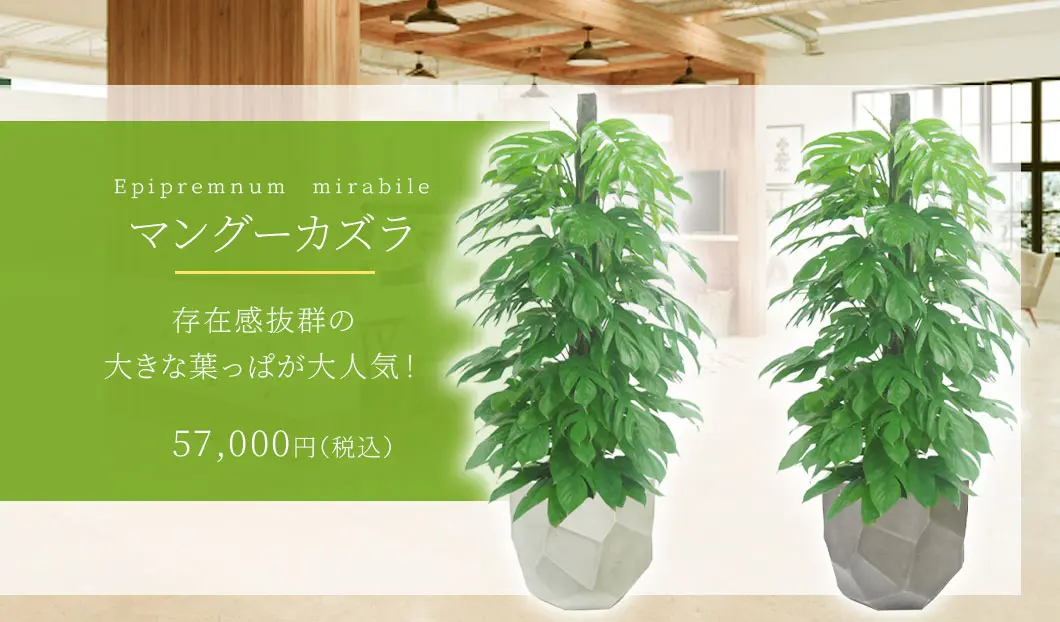 マングーカズラ 観葉植物 57,000円(税込)