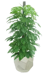 マングーカズラ全体画像