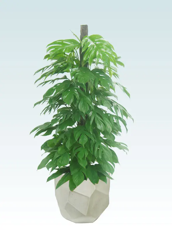 マングーカズラ拡大横から画像