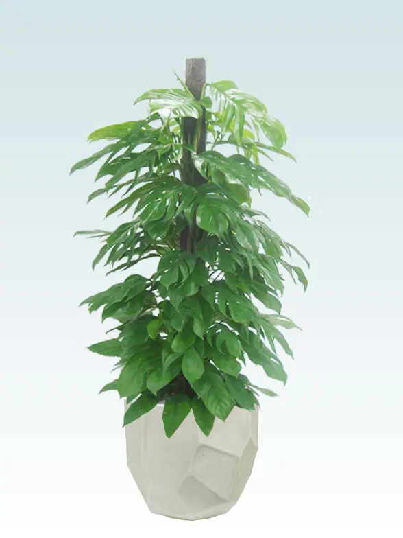 マングーカズラ葉っぱ拡大画像