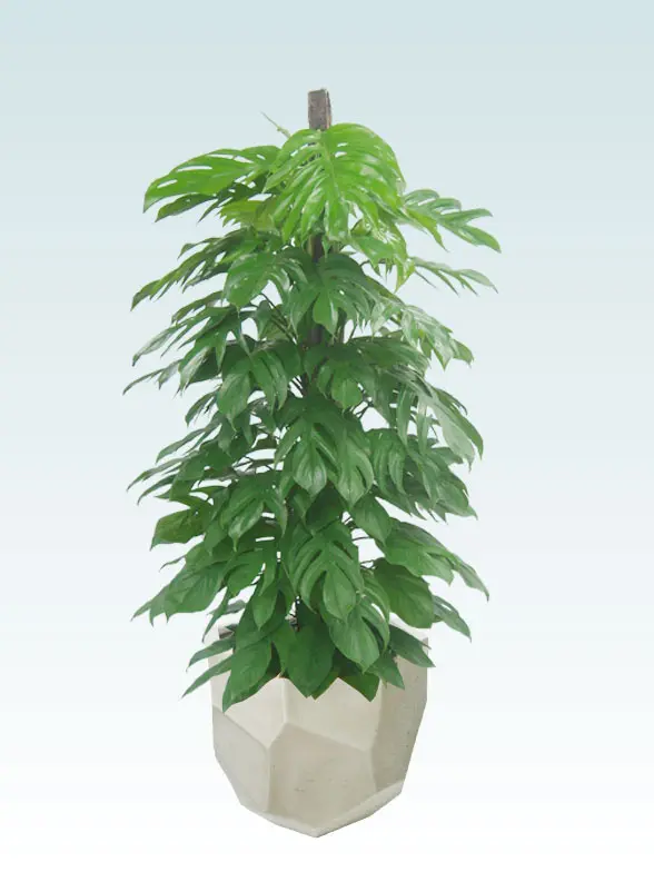 マングーカズラ葉っぱ拡大画像