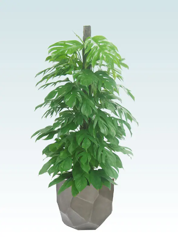 マングーカズラ葉っぱ枝も入った画像