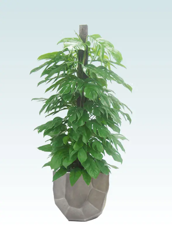 マングーカズラ葉っぱ枝も入った画像