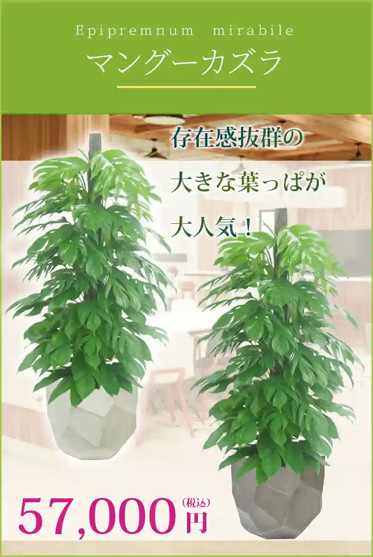 マングーカズラ 観葉植物 57,000円(税込)