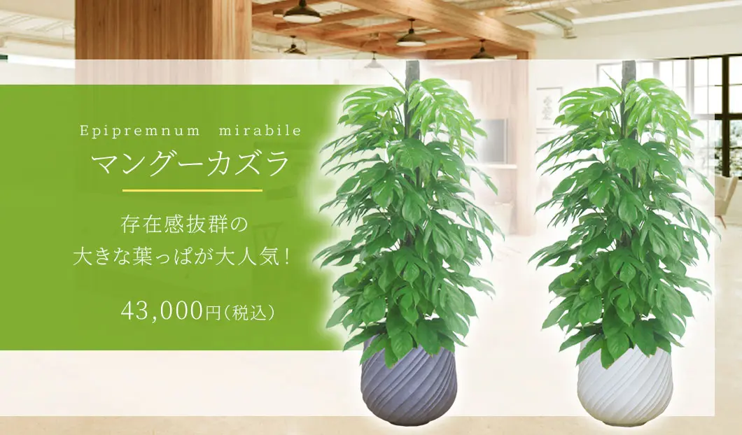 マングーカズラ 観葉植物 43,000円(税込)