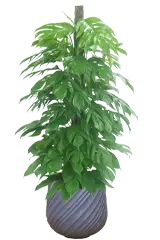 マングーカズラ全体画像