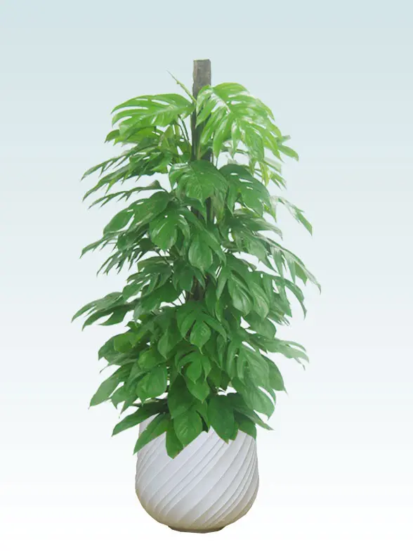 マングーカズラ葉っぱ枝も入った画像