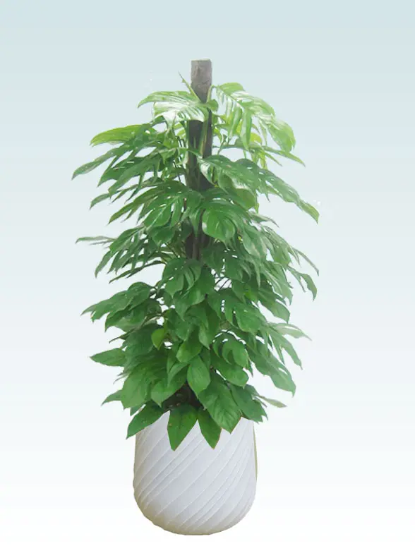 マングーカズラ葉っぱ枝も入った画像