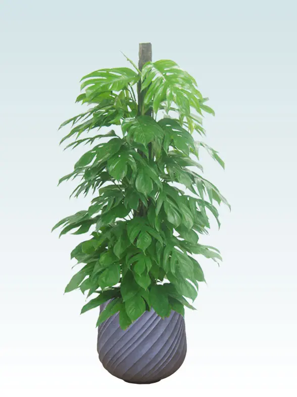 マングーカズラ拡大横から画像