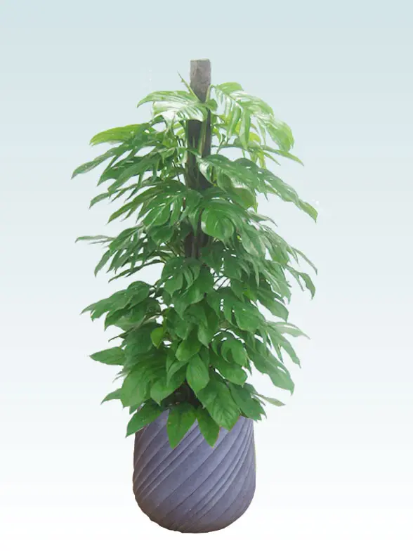 マングーカズラ葉っぱ拡大画像