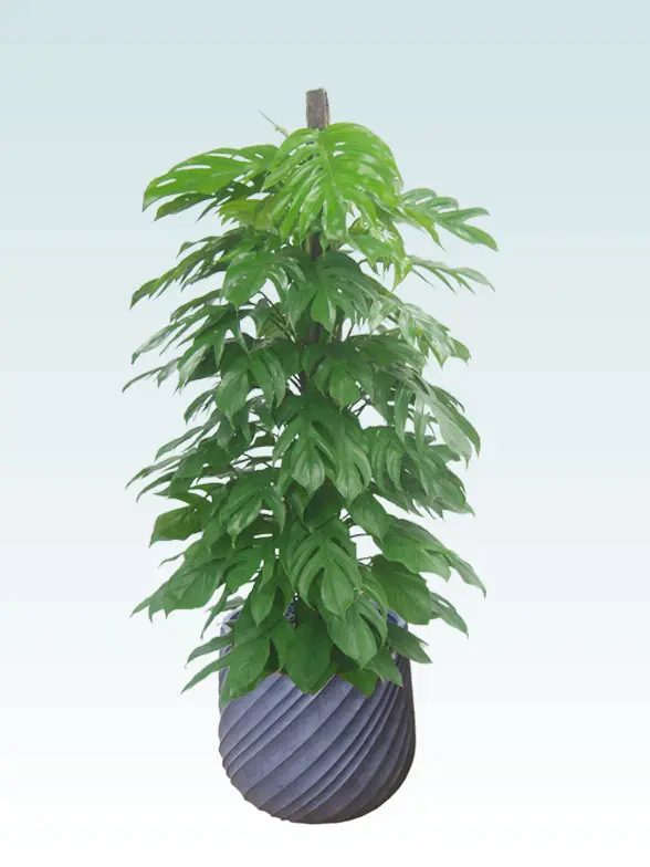 マングーカズラ葉っぱ拡大画像