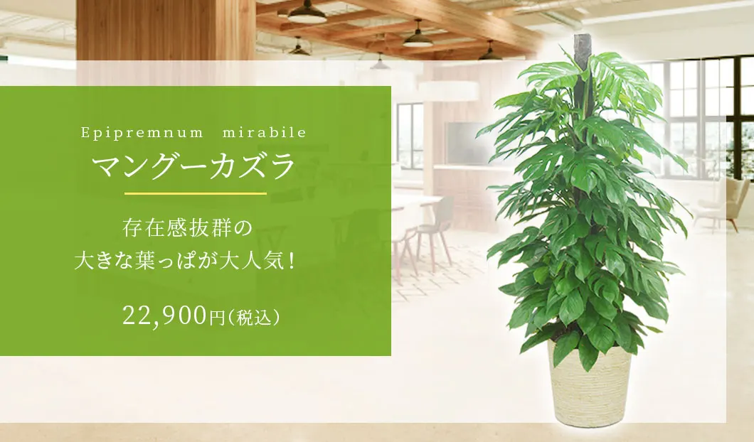 マングーカズラ 観葉植物 21,900円(税込)