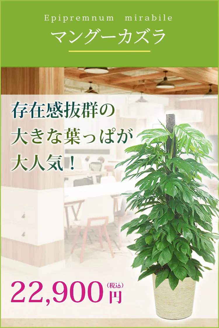 マングーカズラ 観葉植物 21,900円(税込)