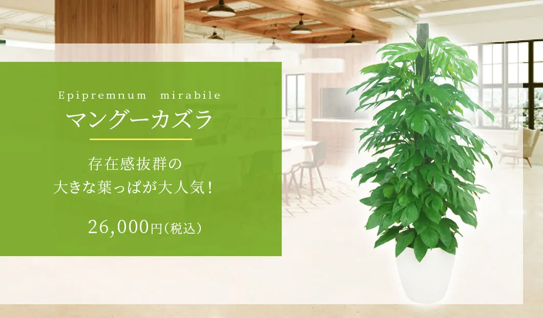 マングーカズラ 観葉植物 26,000円(税込)