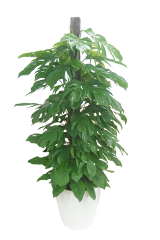 マングーカズラ ラスターポット付 Lサイズ 観葉植物の販売 通販の観葉植物のオアシス マングーカズラ ラスターポット付 Lサイズ 観葉植物の販売 通販の観葉植物のオアシス