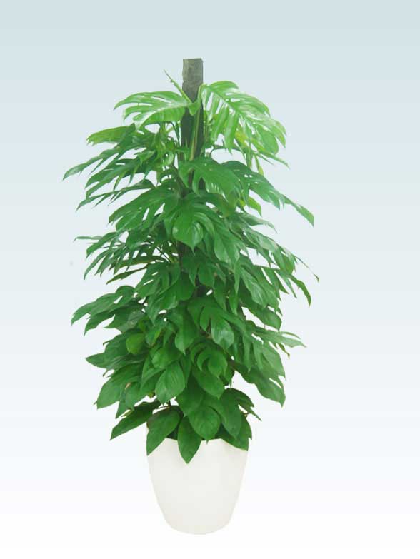マングーカズラ ラスターポット付 Lサイズ 観葉植物の販売 通販の観葉植物のオアシス