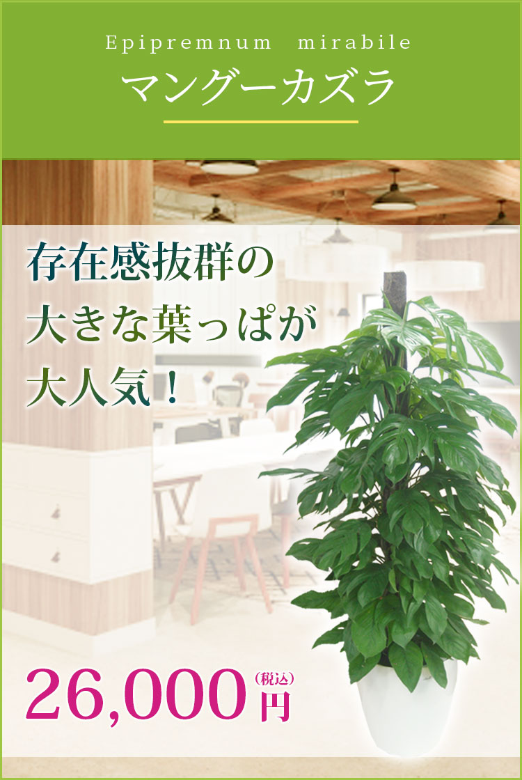 マングーカズラ ラスターポット付 Lサイズ 観葉植物の販売 通販の観葉植物のオアシス