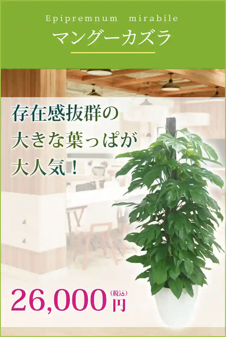 マングーカズラ 観葉植物 22,900円(税込)