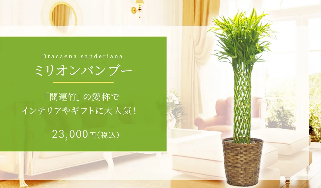 ミリオンバンブー 観葉植物 23,000円(税込)