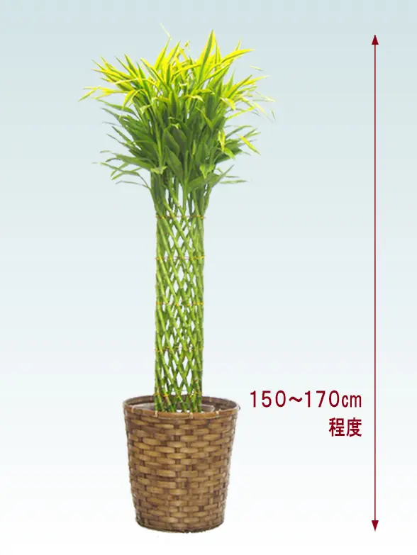 ミリオンバンブー拡大横から画像