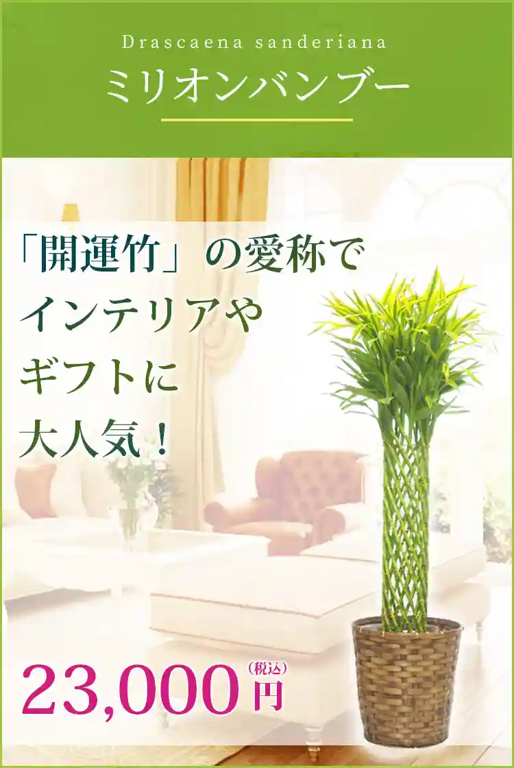 ミリオンバンブー 観葉植物 23,000円(税込)