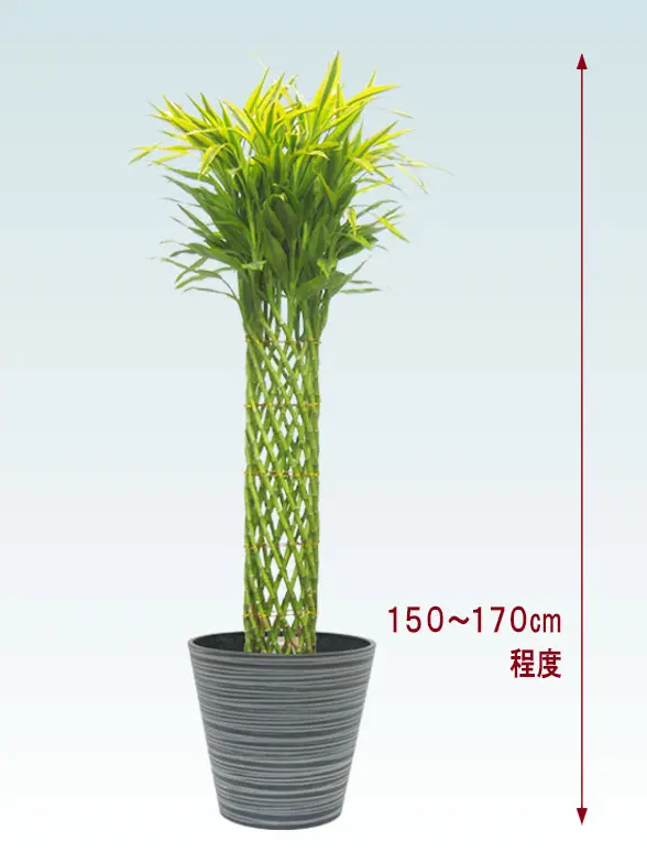 ミリオンバンブー拡大横から画像