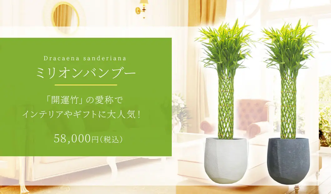ミリオンバンブー 観葉植物 58,000円(税込)