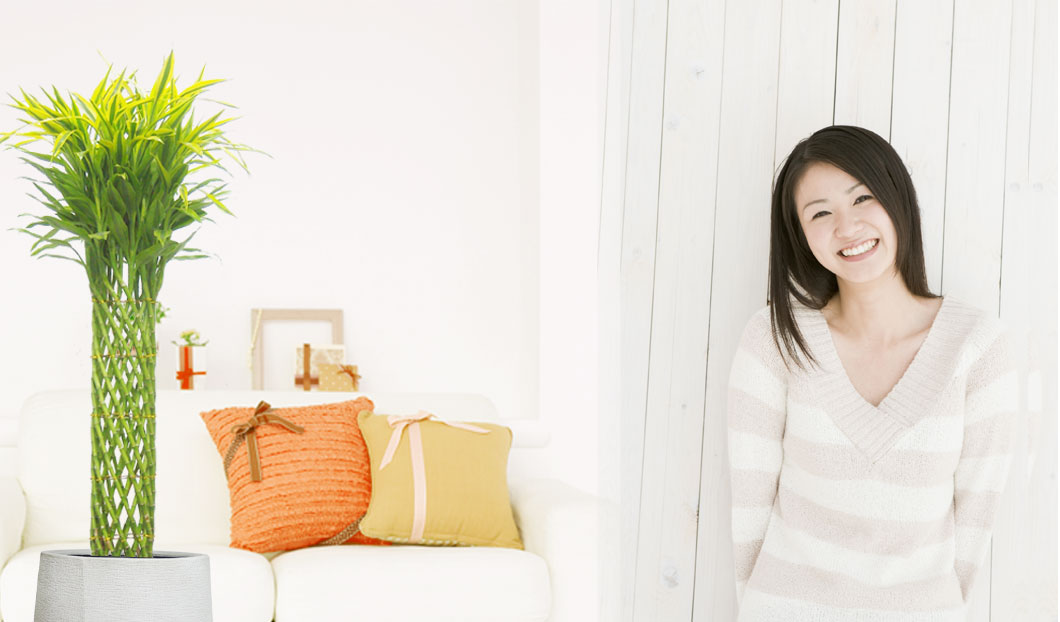 ギフトやインテリアに人気の観葉植物ミリオンバンブー