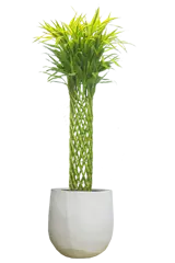 ミリオンバンブー全体画像