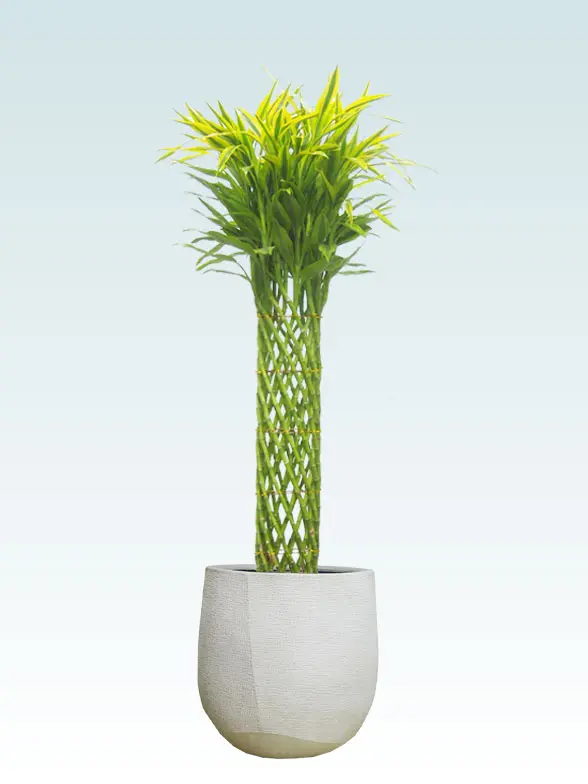 ミリオンバンブー拡大横から画像