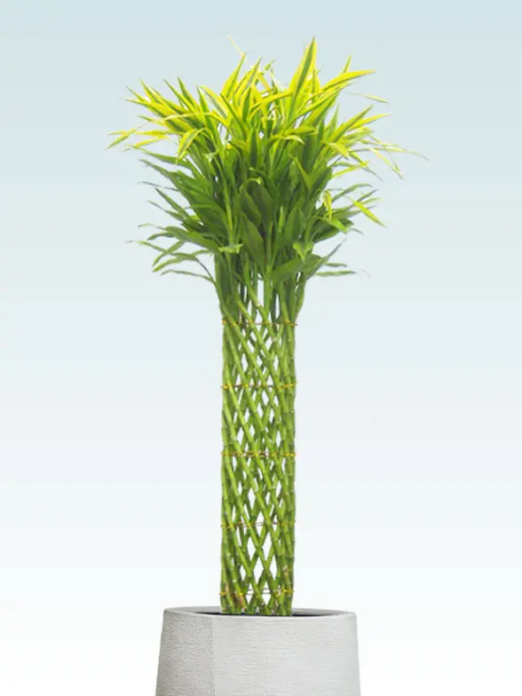 ミリオンバンブー葉っぱ枝も入った画像