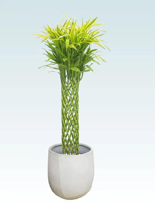 ミリオンバンブー葉っぱ拡大画像