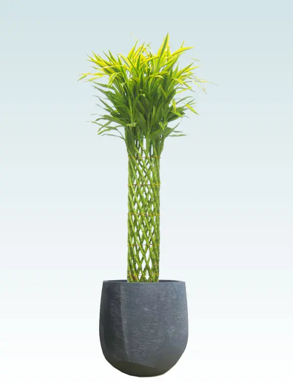 ミリオンバンブー葉っぱ枝も入った画像