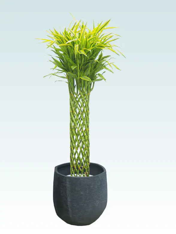 ミリオンバンブー葉っぱ枝も入った画像