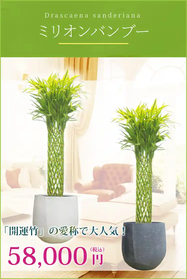ミリオンバンブー 観葉植物 58,000円(税込)