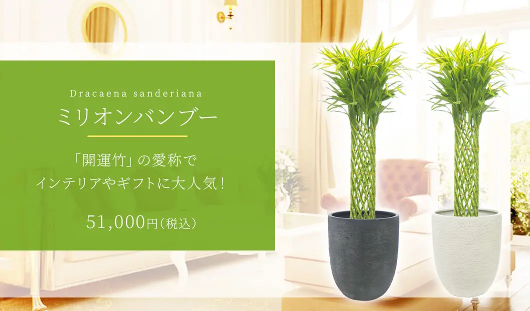 ミリオンバンブー 観葉植物 51,000円(税込)