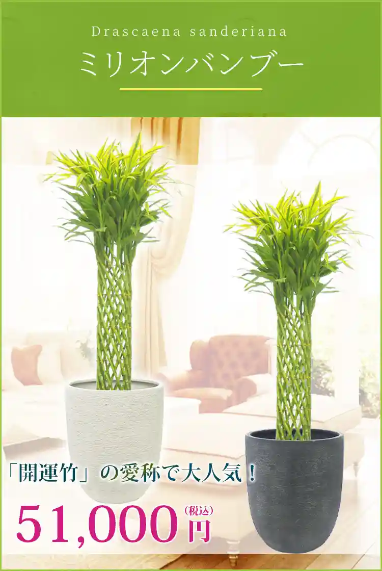 ミリオンバンブー 観葉植物 51,000円(税込)