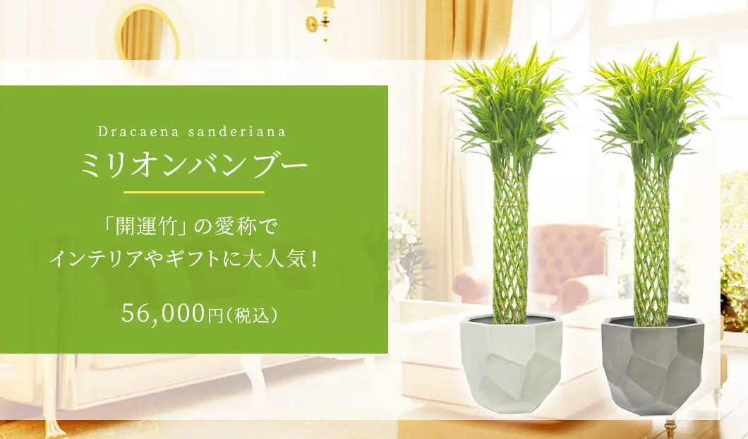 ミリオンバンブー 観葉植物 56,000円(税込)