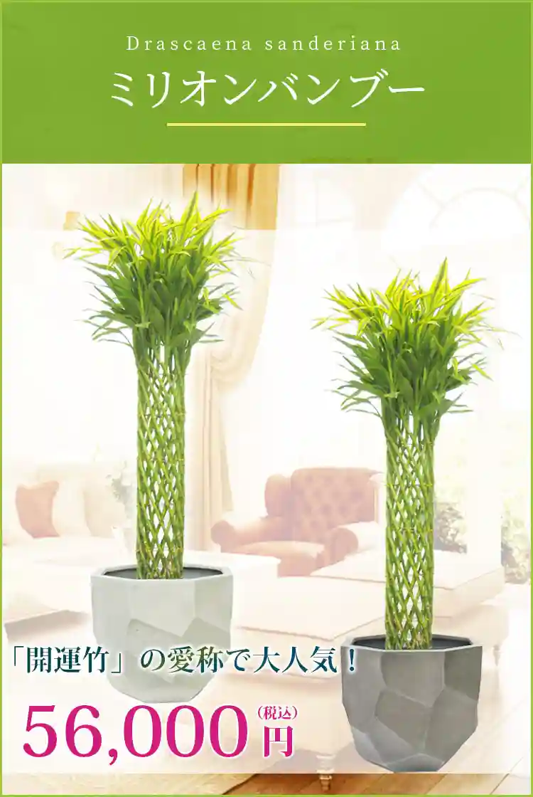ミリオンバンブー 観葉植物 56,000円(税込)