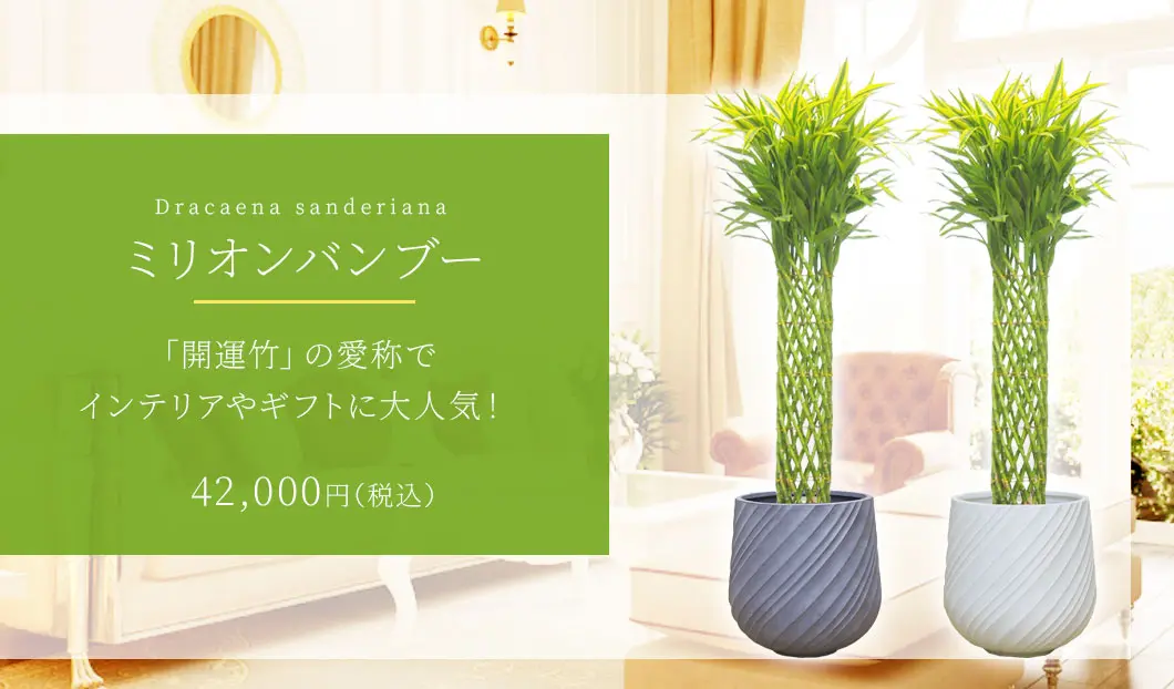 ミリオンバンブー 観葉植物 42,000円(税込)