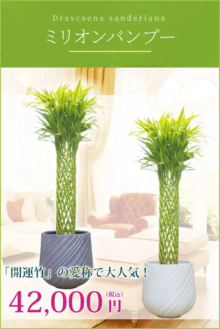 ミリオンバンブー 観葉植物 42,000円(税込)