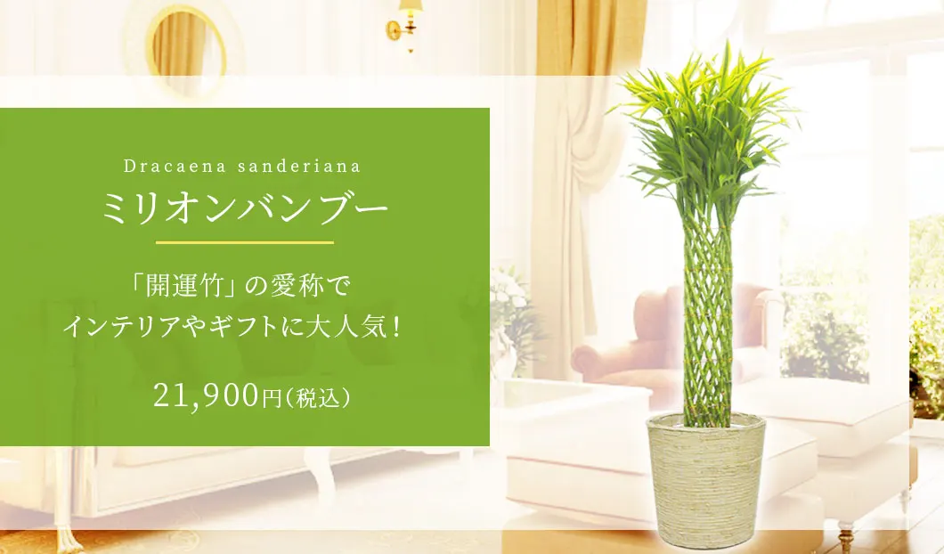 ミリオンバンブー 観葉植物 20,900円(税込)