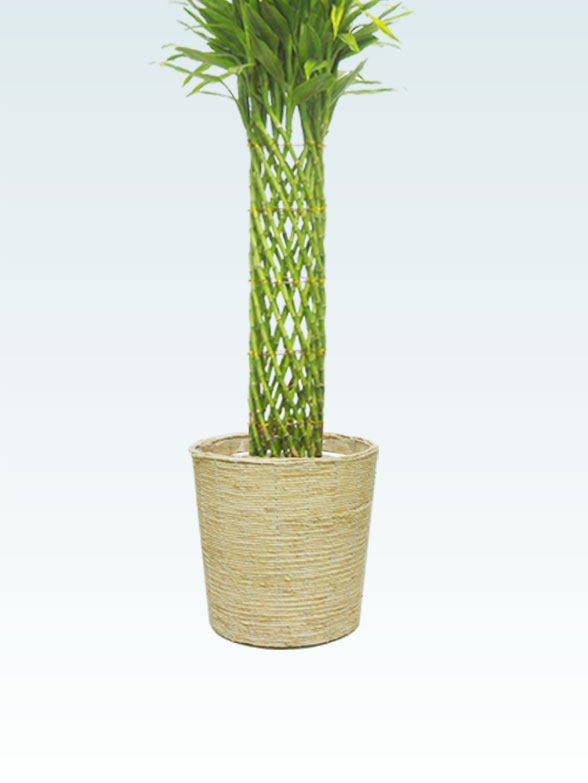 ミリオンバンブー かご付 コーンホワイト色 Lサイズ 観葉植物の販売 通販の観葉植物のオアシス ミリオンバンブー かご付 コーンホワイト色 Lサイズ 観葉植物の販売 通販の観葉植物のオアシス