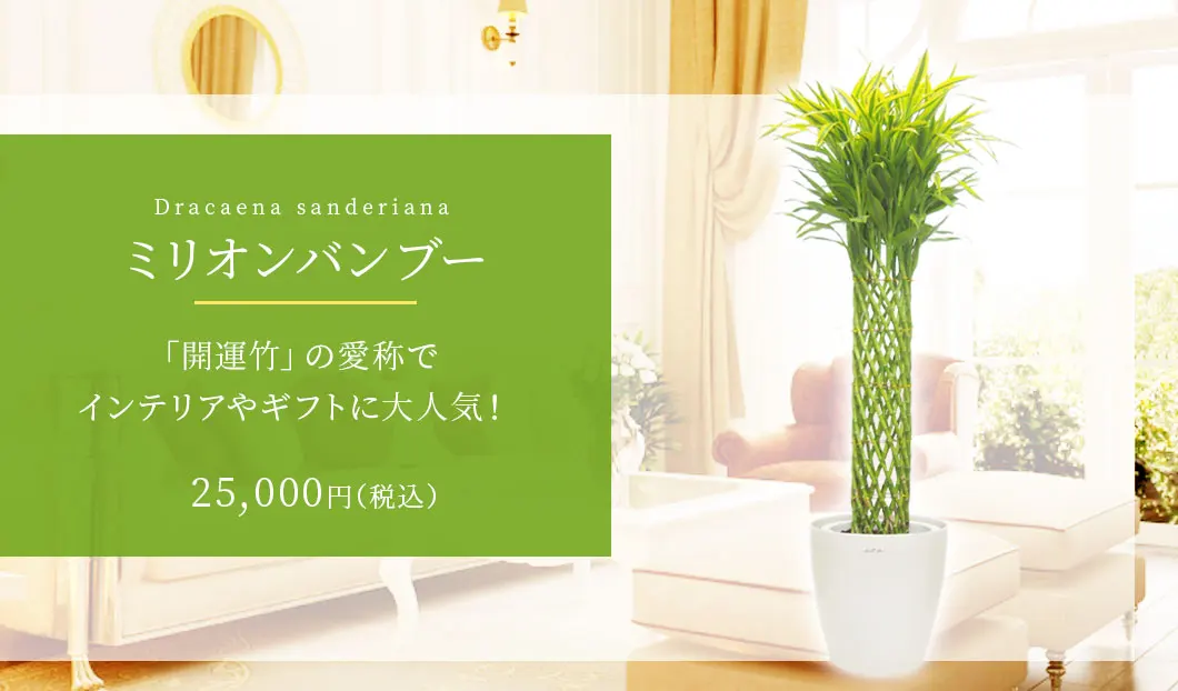 ミリオンバンブー 観葉植物 21,900円(税込)