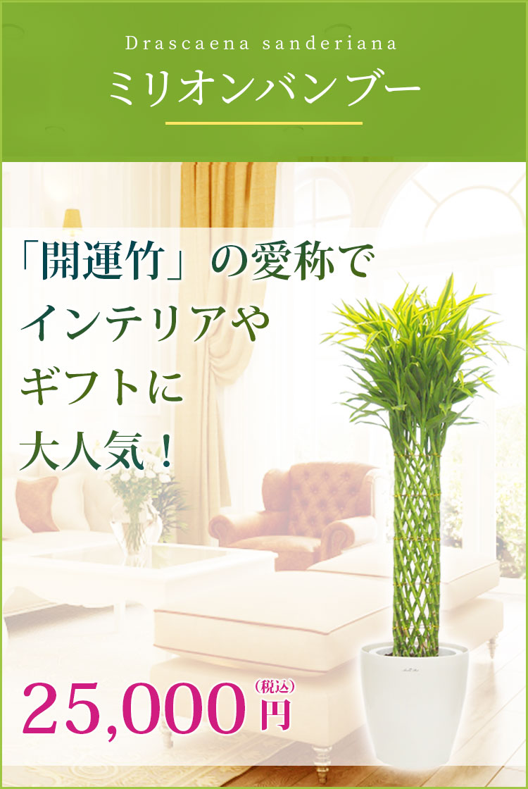 ミリオンバンブー ラスターポット付 Lサイズ 観葉植物の販売 通販の観葉植物のオアシス ミリオンバンブー ラスターポット付 Lサイズ 観葉植物の販売 通販の観葉植物のオアシス