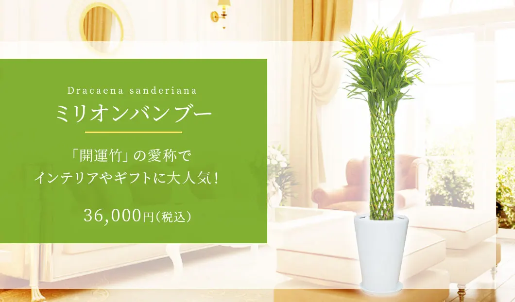 ミリオンバンブー 観葉植物 35,000円(税込)