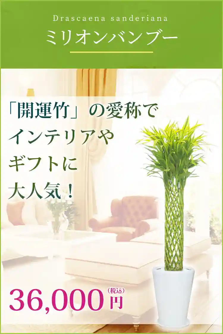 ミリオンバンブー 観葉植物 35,000円(税込)